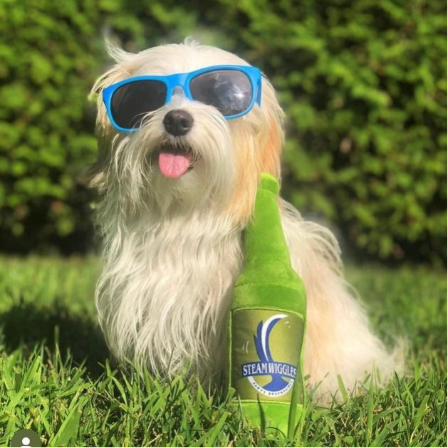 White dog wearing human blue sunglasses with Steam Wiggles dog toy sitting on the grass